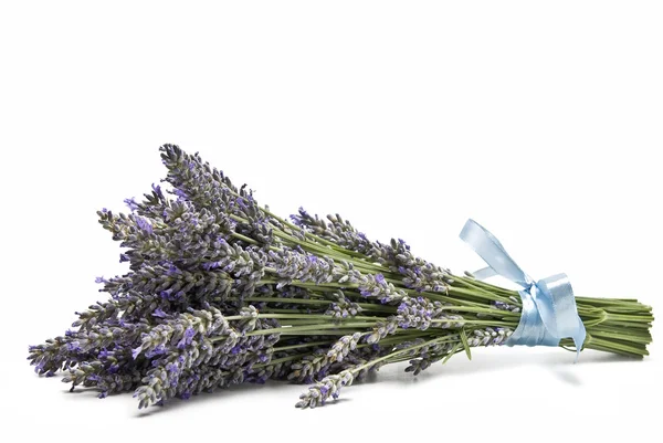 Lavender. — Stock Photo, Image