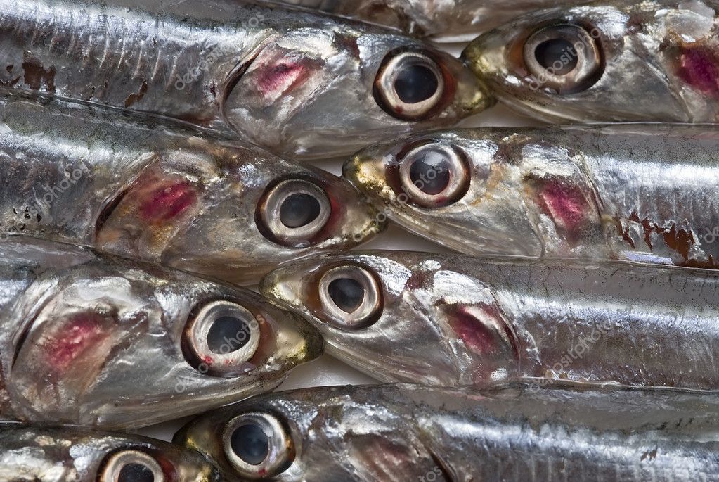 Anchovies. Stock Photo by ©angelsimon 6221485