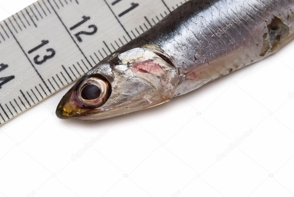Measuring anchovies.