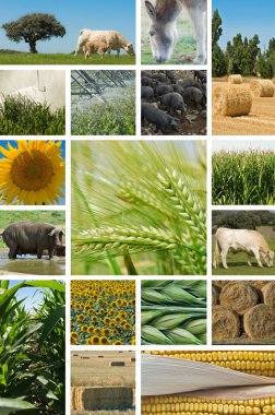 Agriculture and animal husbandry. clipart