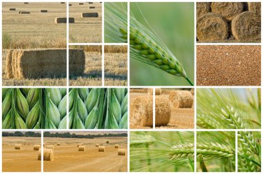 Barley and wheat. clipart