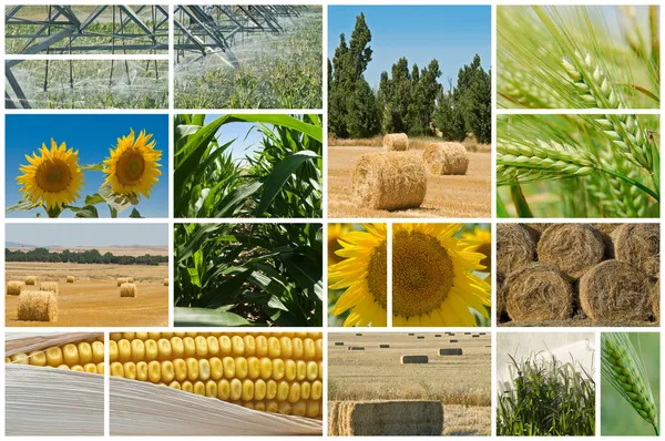 Zemědělství. — Stock fotografie