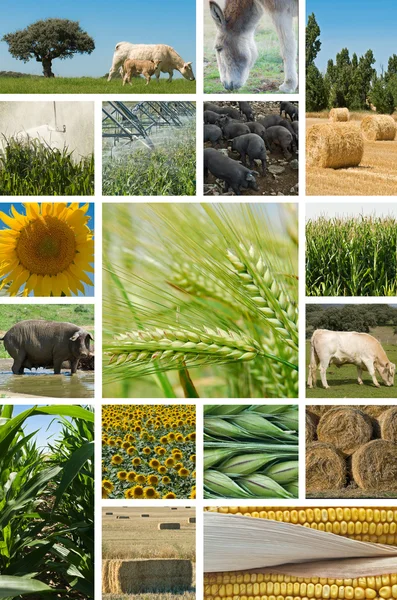 Agricultura y ganadería . —  Fotos de Stock