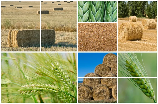 stock image Wheat and barley.