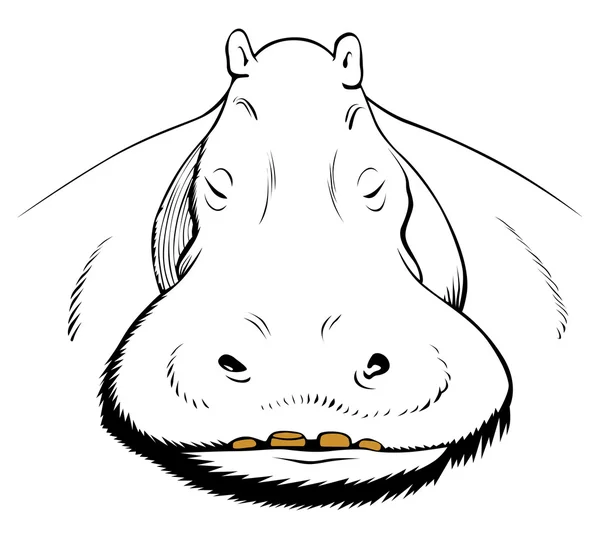 Cara de hipopótamo — Vetor de Stock
