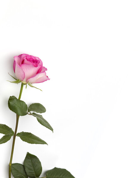 Single pink rose on white background with space for text.