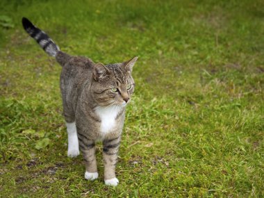 Çimlerin üzerindeki kedi