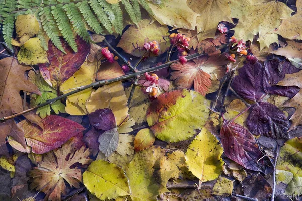 Листья в воде — стоковое фото