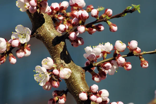 Blommor av ett aprikosträd — Stockfoto