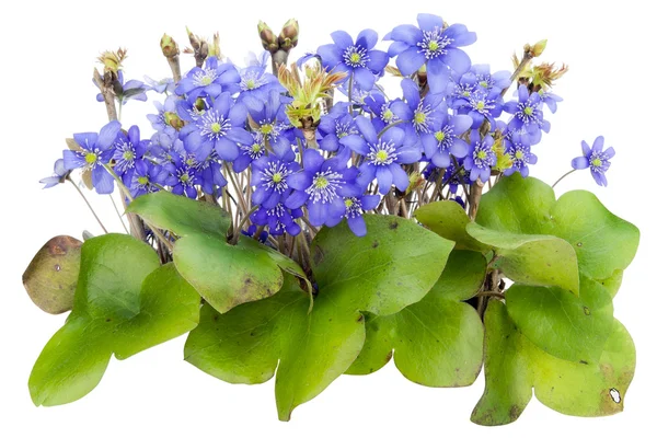 Bush of real first springs flowers isolated — Stock Photo, Image