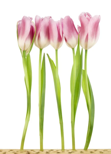 Cinco tulipanes en cama de madera — Foto de Stock