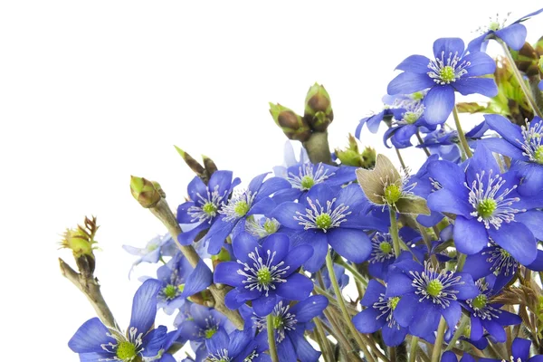 Första europeiska springs blommor vykort — Stockfoto
