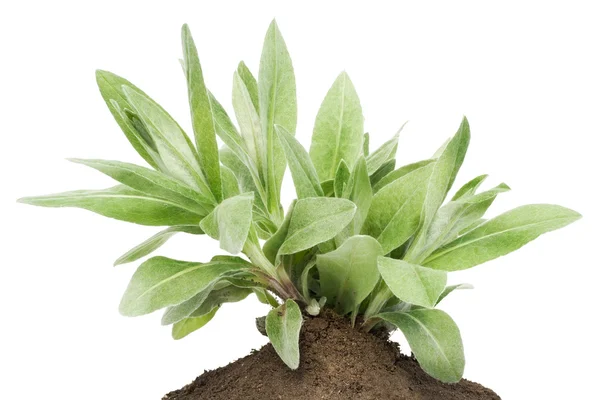 Bush av planta, gro en trädgård blåklint på sängen — Stockfoto