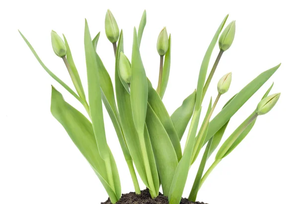 Зеленые тюльпаны на грядке — стоковое фото