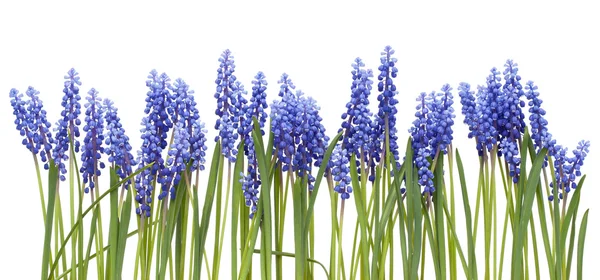 Border from first springs flowers " Muscari" — Stock Photo, Image