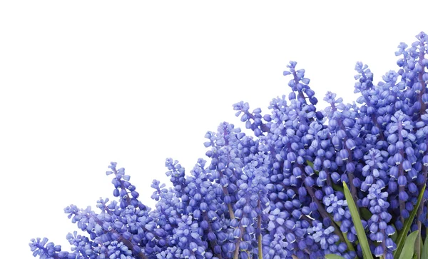Pohlednice s první prameny květy "Modřenec" — Stock fotografie