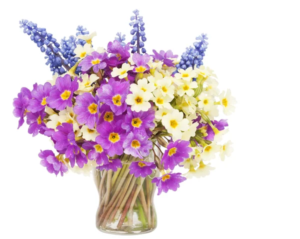 Sprigs Muscari and Primroses flowers in small glass — Stock Photo, Image