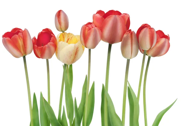 Кордон з червоних тюльпанів — стокове фото