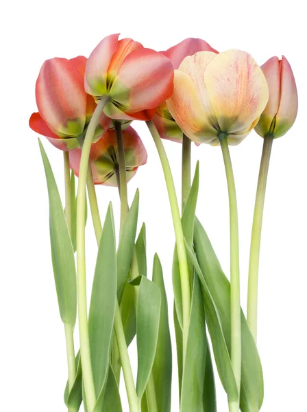 Primeira primavera tulipas vermelhas visão traseira — Fotografia de Stock