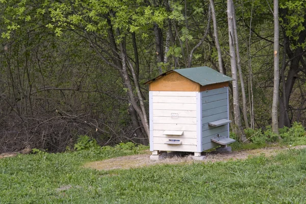 木製の空き地に蜂の巣 — ストック写真