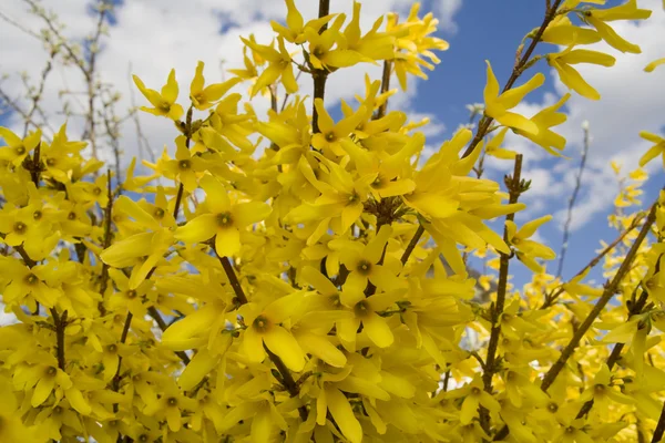 Zlatice maluch žluté květy — Stock fotografie