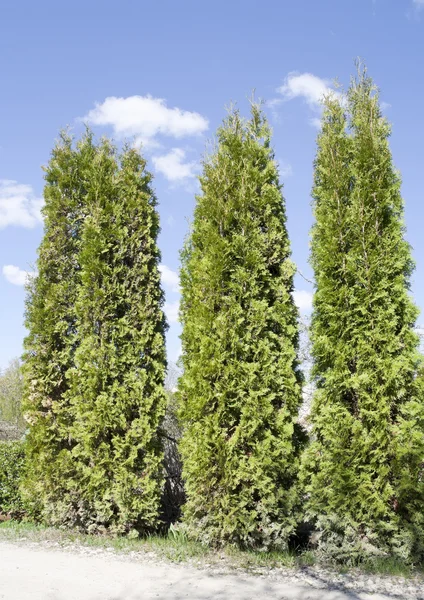 Fragment van een landelijke hek hedge van groenblijvende planten — Stockfoto