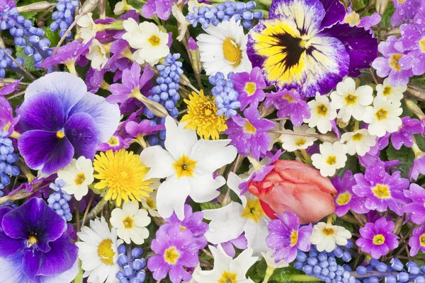 Frühling Blumen nach dem Regen Hintergrund — Stockfoto