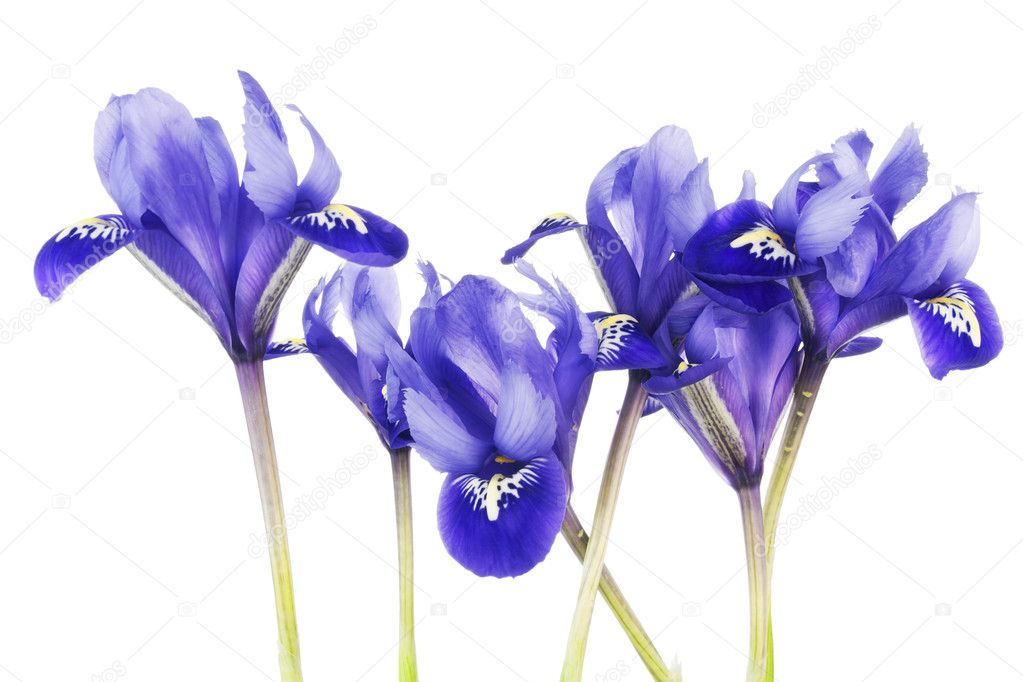 Spring blue irises flowers