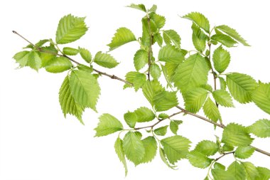 Branch of filbert (Corylus) bush clipart