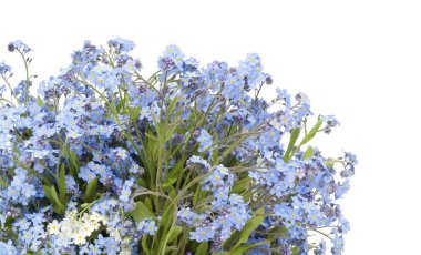 Korun (Myosotis) bitki kartpostal