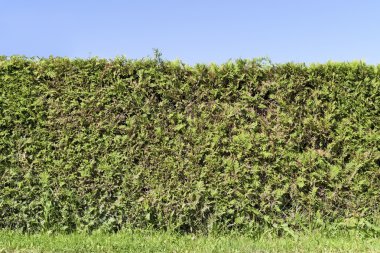 Fragment of a rural fence hedge from evergreen plants clipart