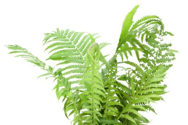 Wild fern bush isolated clipart