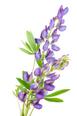 Violet tiny lupine clipart