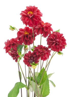 koyu kırmızı dahlias Bush