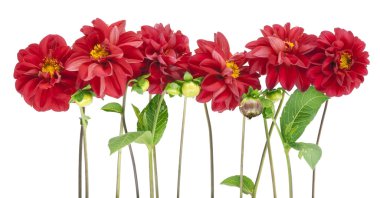 Border from darkly red dahlias clipart