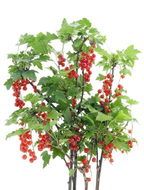 Red currant bush isolated clipart