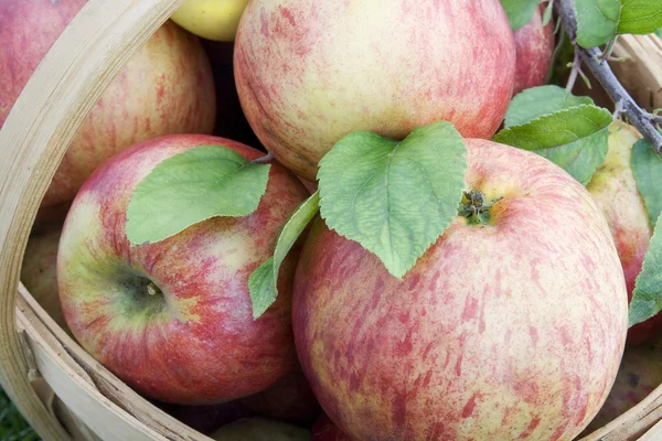 Apples on basket macro — Stock Photo, Image