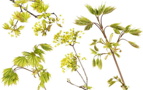 Blossoming maple tree branches set — Stock Photo, Image