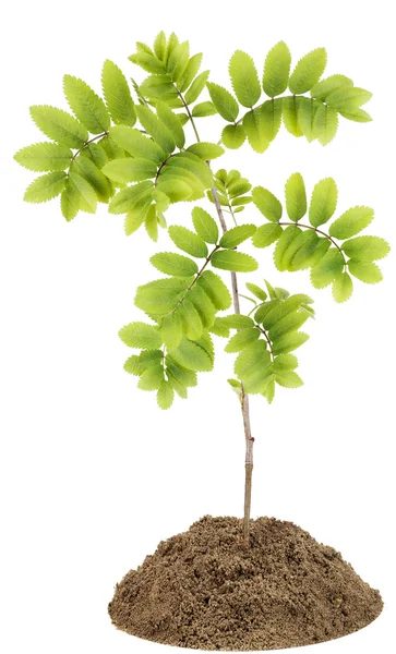 Cinza de montanha (Rowan) pequena árvore — Fotografia de Stock