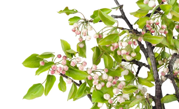 春季苹果树与粉红色的花蕾 — 图库照片