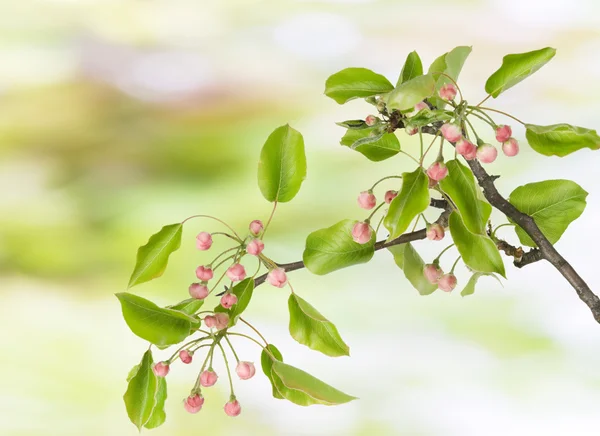 Spring branch with pink buds — Stock Photo, Image