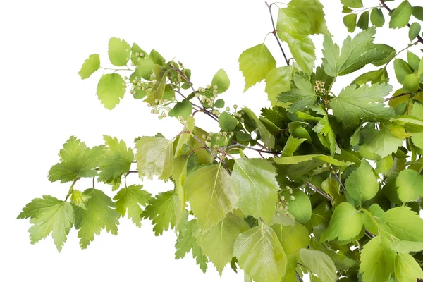 Fresh green branches — Stock Photo, Image