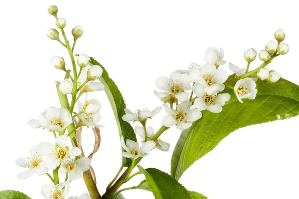 Blossoming spring European "Bird cherry" tree — Stock Photo, Image