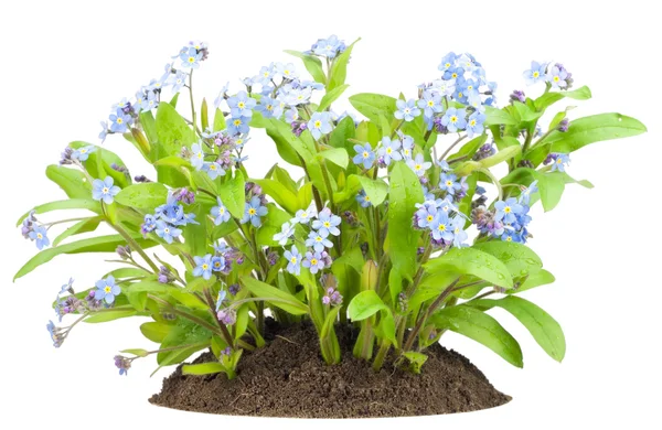 "Forget-me-nots" flowers bush on bed — Stock Photo, Image