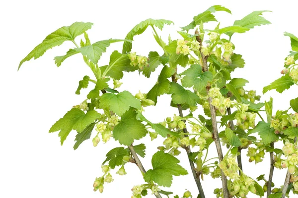 Blossoming isolated black currant — Stock Photo, Image