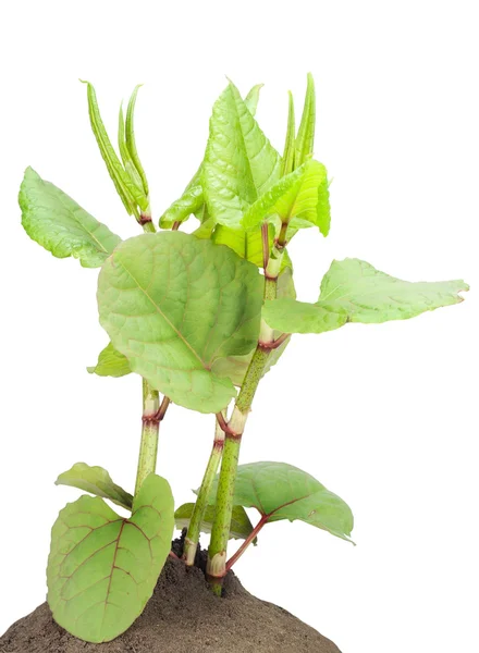 Decoratieve tuinplant — Stockfoto