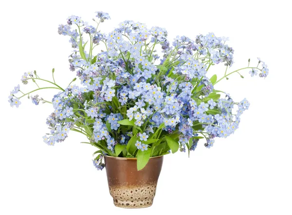 Bouquet from Forget-me-nots (Myosotis) — Stock Photo, Image