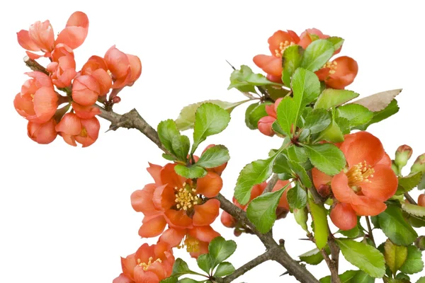 Blossoming Japanese quince (Chaenomeles) macro — Stock Photo, Image