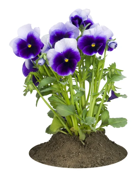 Small bush of dark-violet Pansies on a bed — Stock Photo, Image