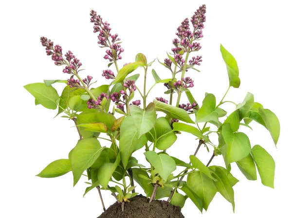 Small bush of the Lilac with buds on a bed — Stock Photo, Image